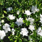 Summer Snow Gardenia 0026